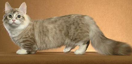 munchkin-cat6