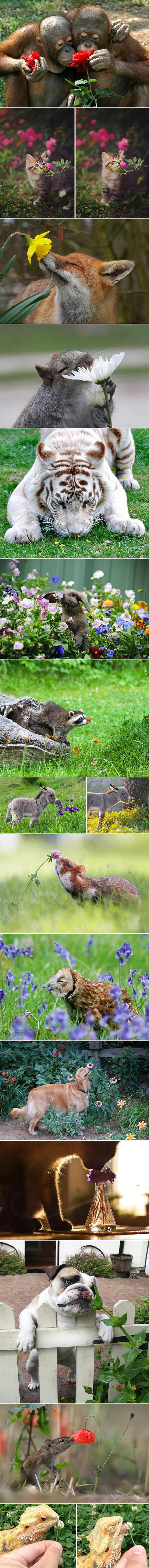 animals-smelling-flowers