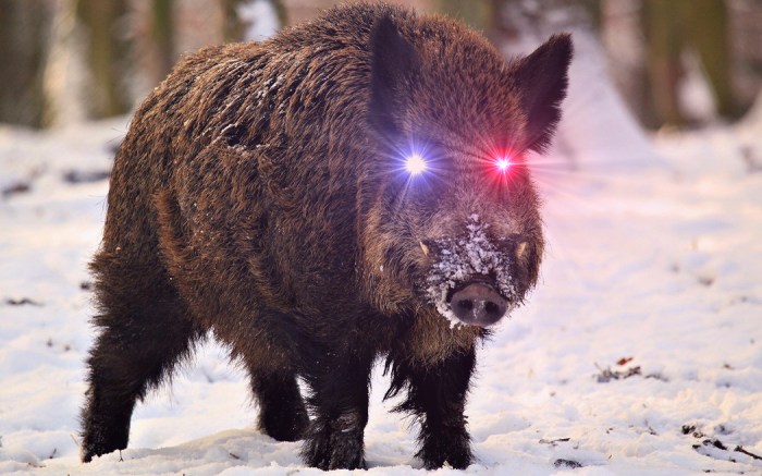boar