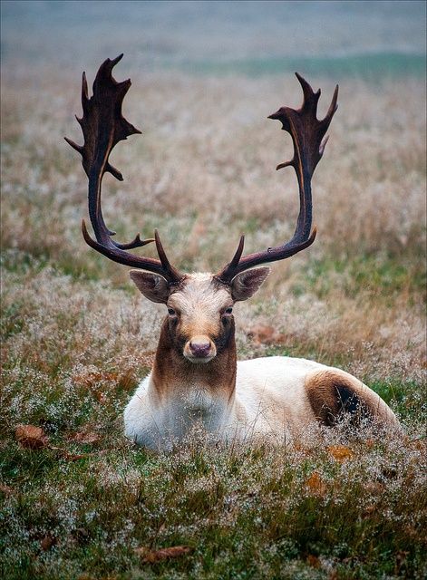 antler4