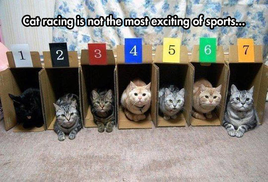 cool-cat-racing-sport-box-numbers