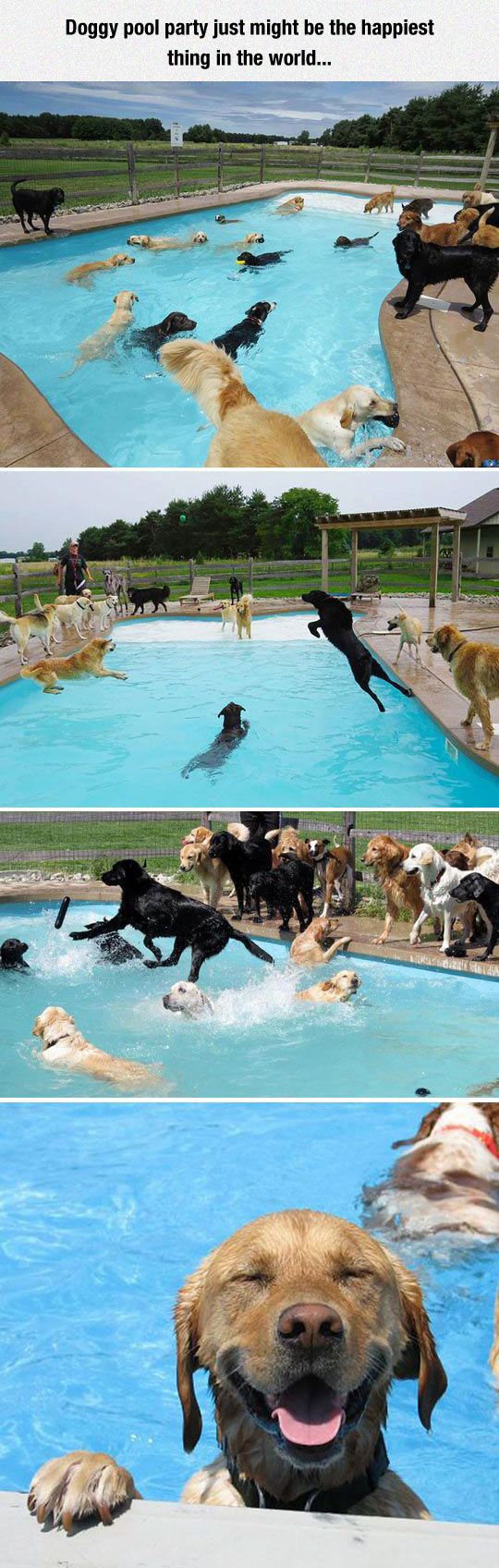 cool-dog-pool-party-jump-water