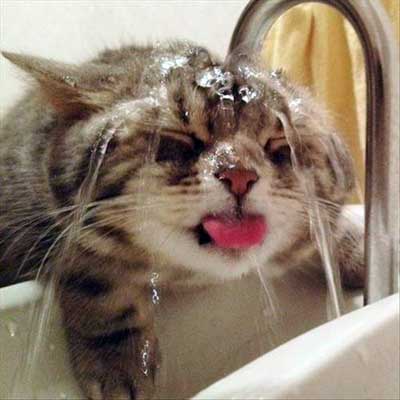 cool cat-drinking-from-tap-our-happy-cat.com_1