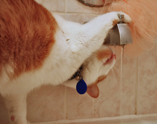 coolcat-drinking-water-1