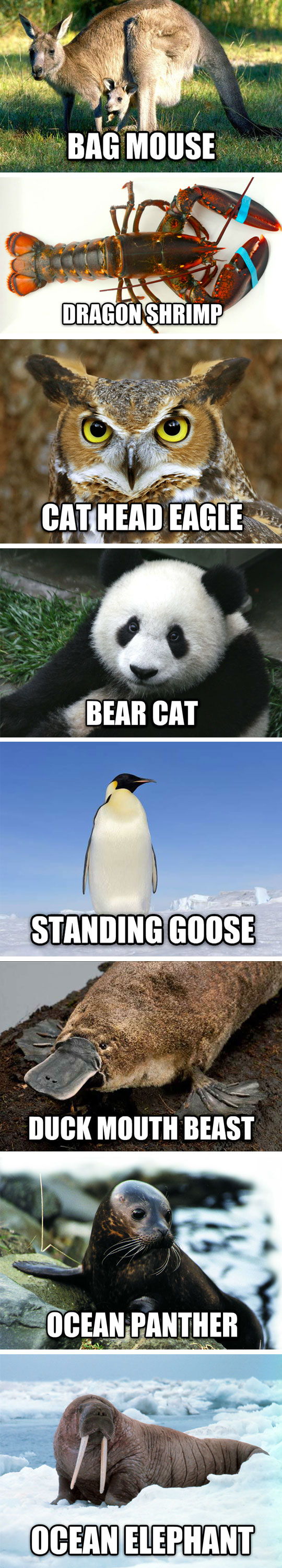 funny-chinese-animal-words-weird