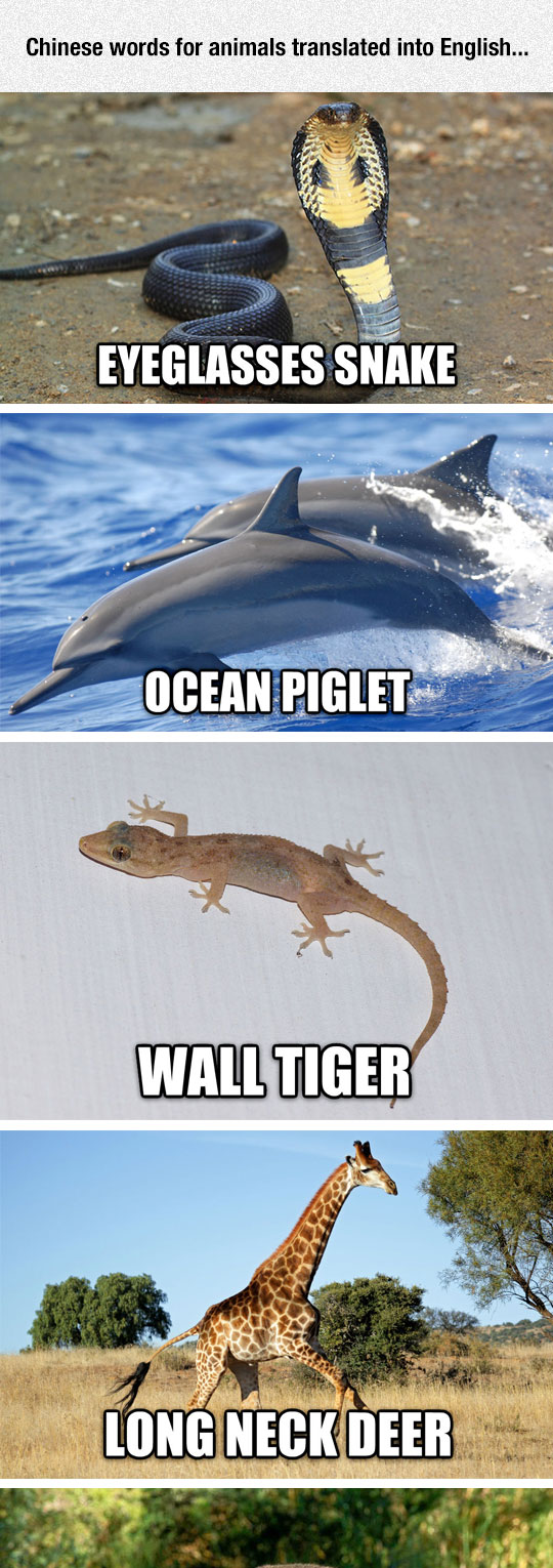 funny-chinese-words-animals