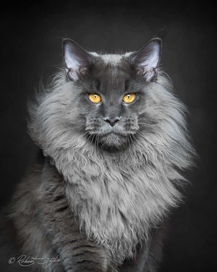 alf maine coon
