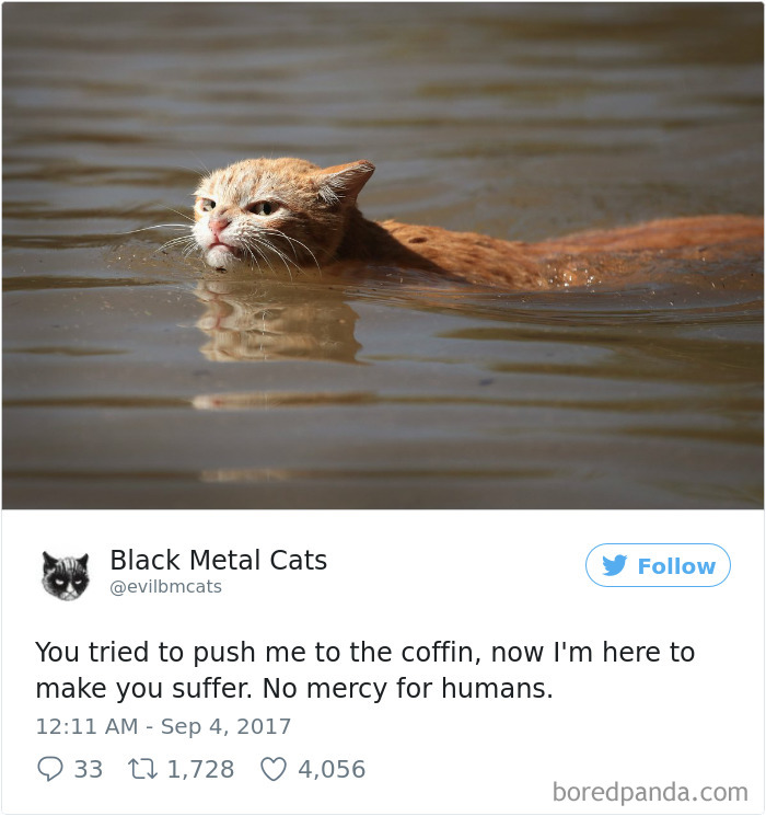 cats2