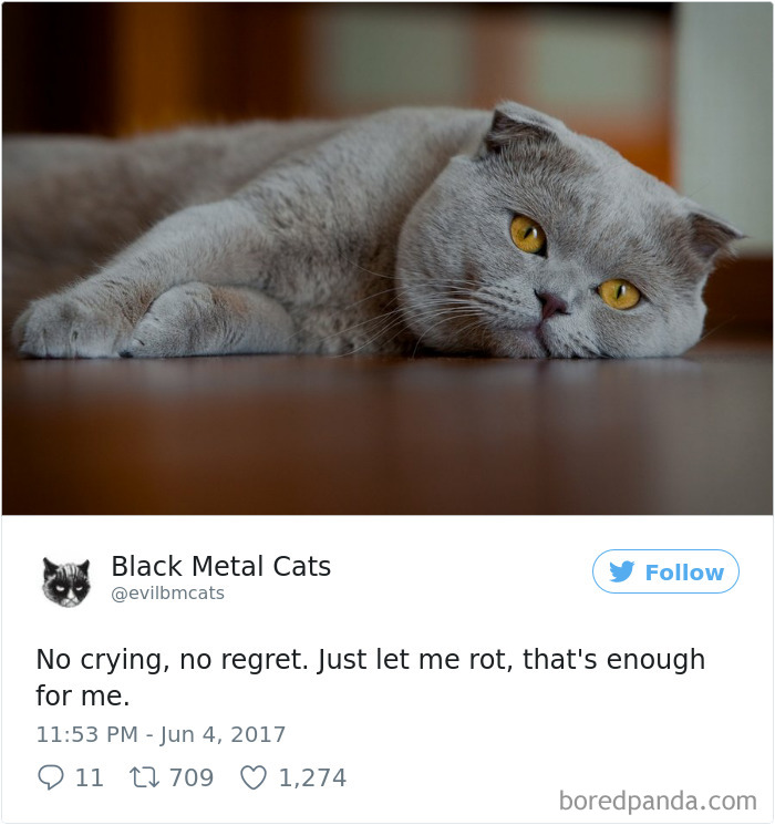 cats20
