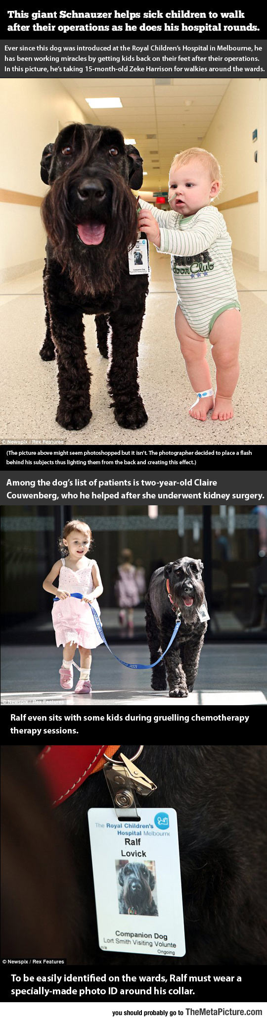cute-dog-helping-children-walk