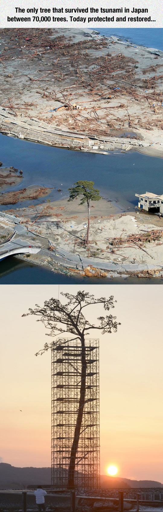 funny-Japan-tree-tsunami-protected