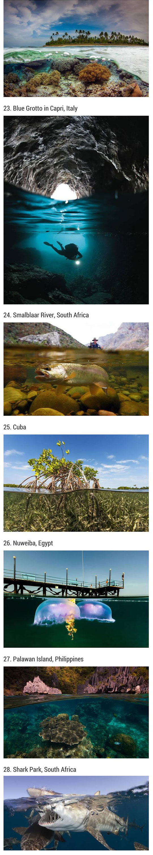 cool-turtle-underwater-fish-pictures