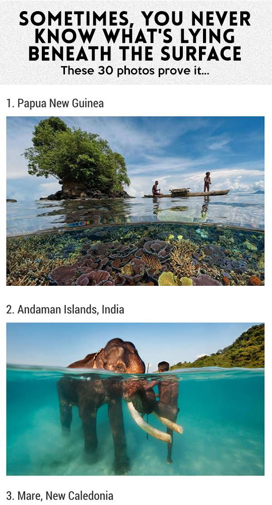 cool-underwater-nature-beauty-animals