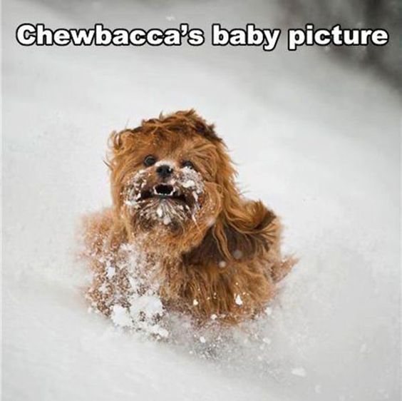 chewy