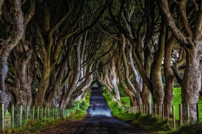 Dark-Hedges-Ireland