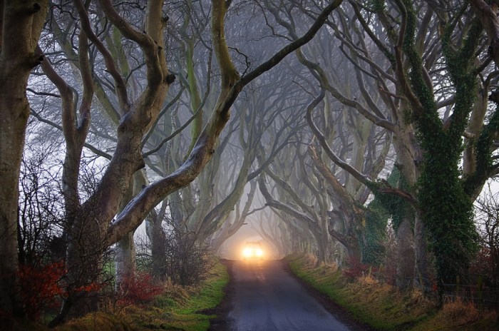dark-hedges-reland-alley-beautiful2