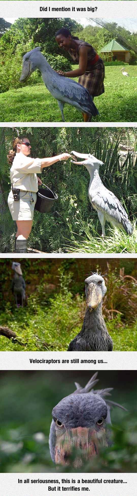 funny-dinosaur-Shoebill-stork-bird-Africa