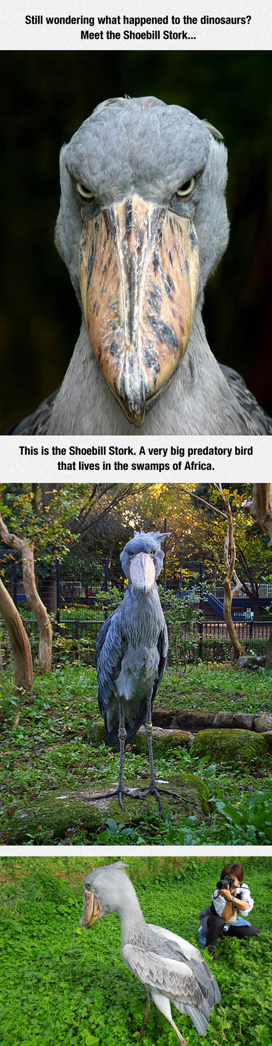 funny-dinosaur-Shoebill-stork-bird