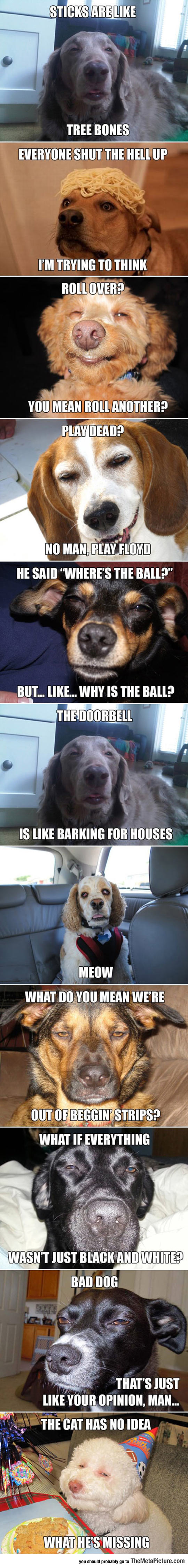 cool-high-dogs-compilation