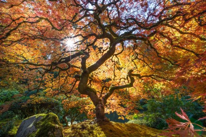 13-best_pod_landscapes.adapt.945.1