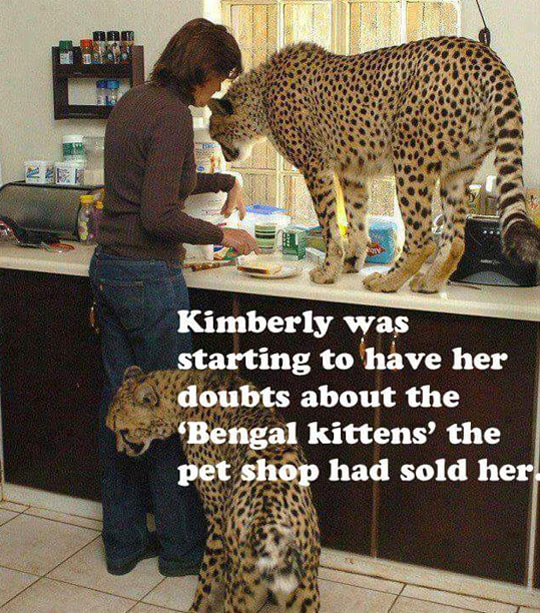 funny-cheeta-kitchen-cat