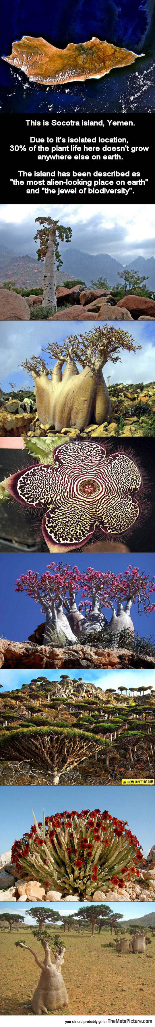 funny-Socotra-island-Yemen