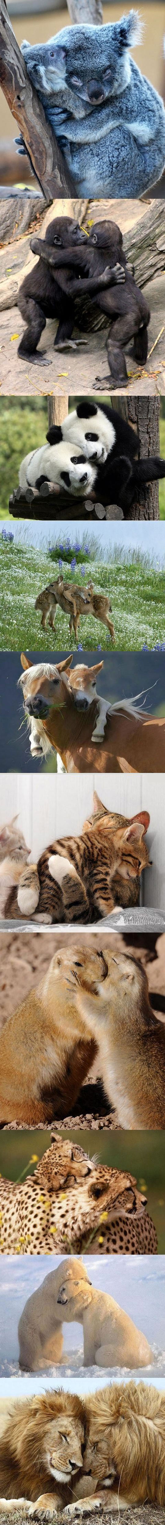 cool-animal-hugs-babies-bear