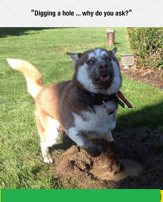 funny-dog-playing-mud-huskie-moon-moon