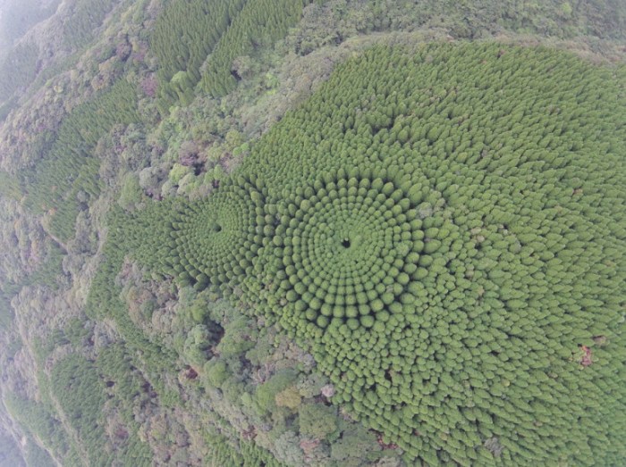 aaajapan-tree-crop-circle-3