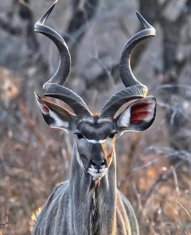 kudu1