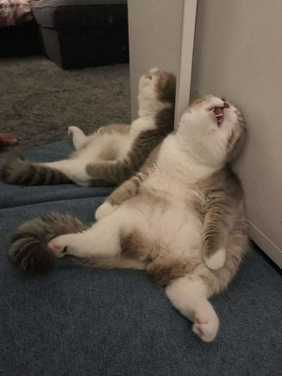 cat passed out