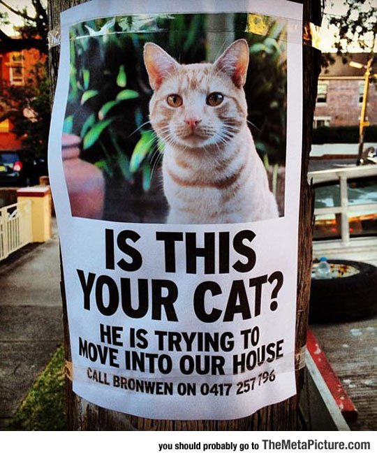 cool-sign-cat-lost-poster
