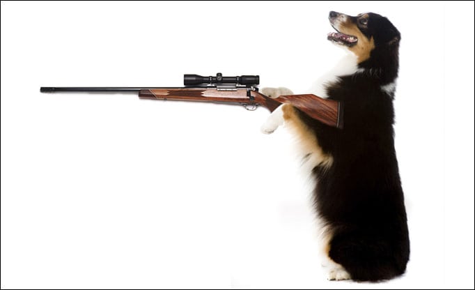 dog_with-shooter_6_1084749a