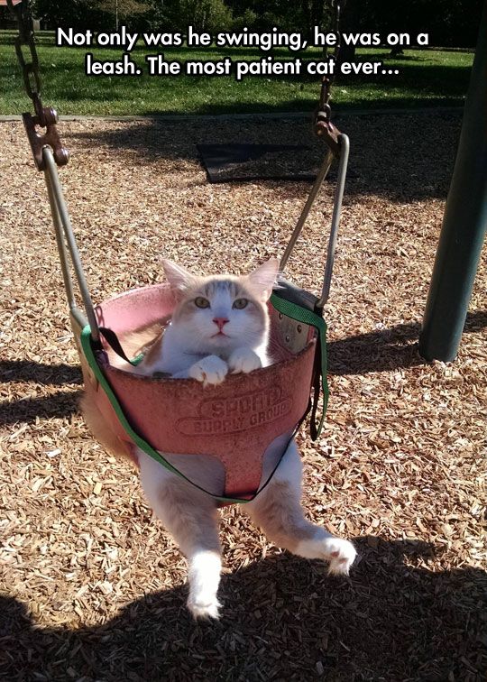 funny-cat-toes-swing-park-cute