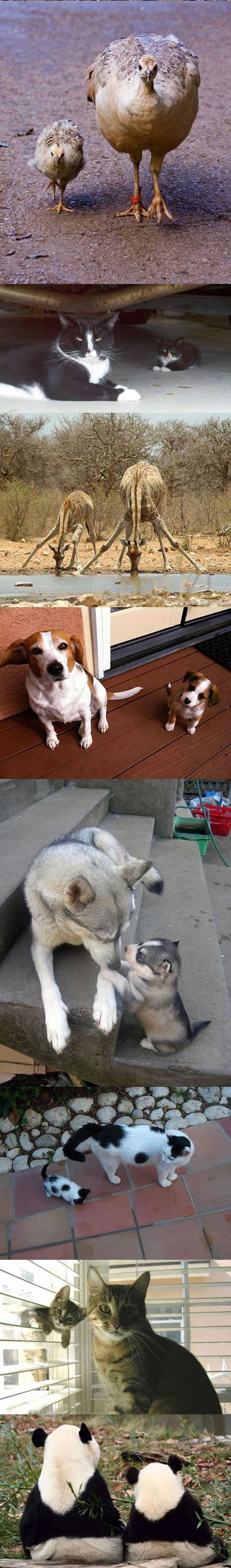 cute-animals-babies-sloth-cat-giraffe