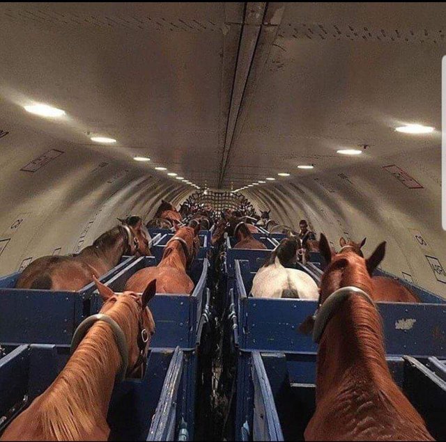 horses on plane