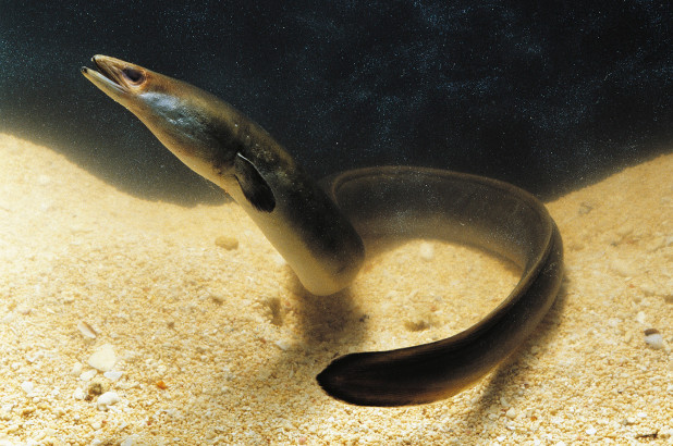 loch-ness-eel-171