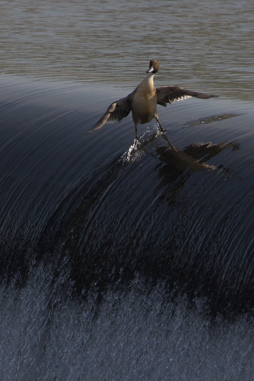 surfing bird