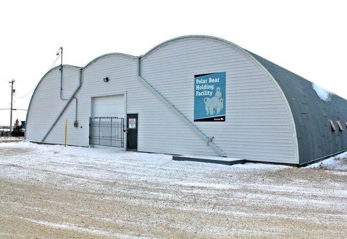 Polar Bear Churchill Polar Bear Churchill