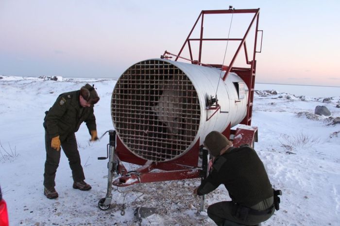 Polar Bear Churchill Polar Bear Churchill