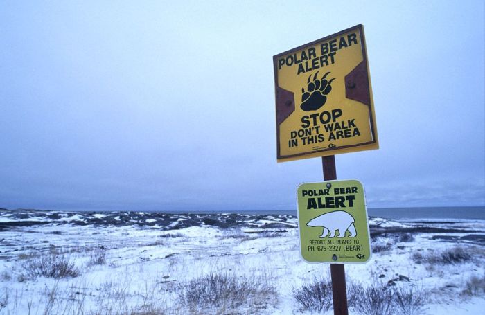 Polar Bear Churchill Polar Bear Churchill